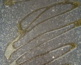 Foto del paso 5 de la receta: Sepia a la Plancha con Alioli de Dos Ajos
