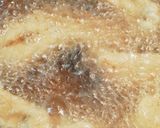 A picture of step 8 of Plump and Soft Crisp Fried Chicken with Chicken Breasts.