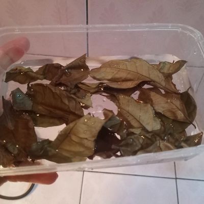 Langkah 5