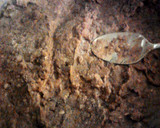 A picture of step 7 of Refried Beans ... My Version.