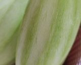 Foto langkah ke 1 dari resep Manisan Mangga Muda.