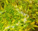Foto langkah ke 2 dari resep Tumis Bunga Pepaya dan Wortel.
