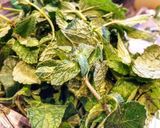Foto del paso 1 de la receta: Mojito tradicional