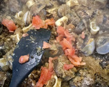 Foto del paso 2 de la receta: Arroz al azafrán con mejillones y almejas