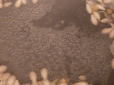 Semillas de calabaza