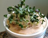 Foto del paso 6 de la receta: Brotes de mostaza: un jardín en mi cocina