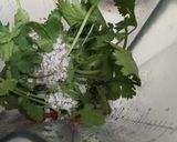 Foto del paso 5 de la receta: Salsa de chile serrano, jalapeño y cilantro