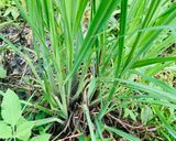 Hình bước làm 3 của món Vào bếp cùng con: thịt lợn gác bếp cuốn rau mọc ven đường Sải Duần, tươi xanh mơn mởn!
