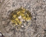 Foto del paso 1 de la receta: Masa para pizza casera