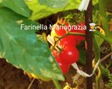 Foto del passaggio 1 della ricetta Passata di pomodoro km zero fatta in casa 🏡 dall' orto alla tavola 👩🍳🍅🏡🇮🇹🦁
