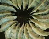 A picture of step 6 of Easy Gyoza Dumplings with Crispy Skins and Juicy Insides.