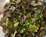 Une image de l'étape 1 de Salade Feuille de Chêne aux Oignons Nouveaux et Persil Plat.