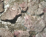 A picture of step 4 of Lamb and beef on Cuban bread.