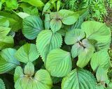 Hình bước làm 2 của món Lườn Cá Hồi Teriyaki Nướng Cuốn Tỏi & Tía Tô