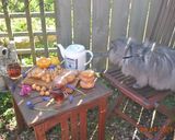 عکس مرحله 14 از دستور طرز تهیه فریتر پرتقالی