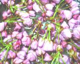 A picture of step 1 of Salt-Preserved Cherry Blossoms (in Plum Vinegar).