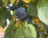 A picture of step 2 of Cooking Apples and Damson Plums Crumble.