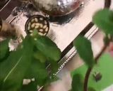 Une image de l'étape 5 de Thé vert menthe fraiche pignon de pin.