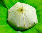 Hình bước làm 11 của món Cơm hấp lá sen