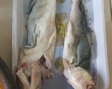 Foto langkah ke 1 dari resep Otak Otak Bandeng.