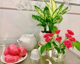 Hình bước làm 6 của món Bánh mì thanh long