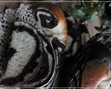 A picture of step 18 of Elegant Chocolate Marbled Bagels.