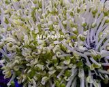 Hình bước làm 3 của món Làm giá đậu xanh