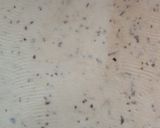 A picture of step 2 of Namakpare.
