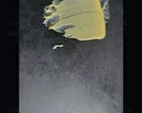 A picture of step 6 of Khandvi.