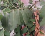Foto langkah ke 5 dari resep Ayam Goreng Rempah.