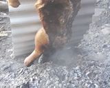 Foto del paso 3 de la receta: Lechón al asador
