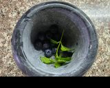 Foto del paso 1 de la receta: Limonada de arándanos y menta