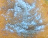 Foto del paso 15 de la receta: Centro de cuadril relleno al trapo, en brasas y puré mixto crema