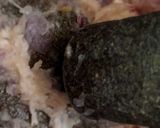 Foto langkah ke 1 dari resep Gutik (gulai tikungan).