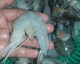 Foto langkah ke 1 dari resep Udang saus tiram.