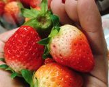 Hình bước làm 2 của món Dâu Tây Lắc Muối Ô Mai
