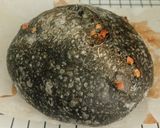 Foto langkah ke 18 dari resep Charcoal Jinten Hitam Italian Herbs Cheese Sourdough Bread.