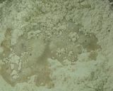 A picture of step 3 of Ground rice chakli.