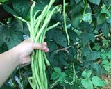 Hình bước làm 1 của món Đỗ đũa luộc