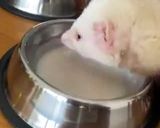 Foto del paso 10 de la receta: Sopipita de patas de pollo para tu mascota