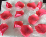 Foto del paso 2 de la receta: Pétalos de rosa cristalizados