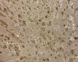 A picture of step 4 of Homemade Beer 🍺 Bread!!.