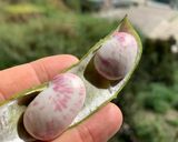 Hình bước làm 1 của món Cá chim biển trắng chiên nghệ và canh hầm đậu củ quả