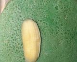 Foto langkah ke 1 dari resep Es pisang ijo kilat.