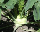 A picture of step 5 of Western-Style Simmered Kohlrabi.