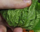 A picture of step 20 of A Chef's Recipe for Yuzu Honey-Flavored Samgyeopsal.