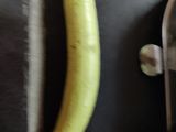 Bottle gourd