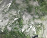 A picture of step 4 of Freeze Spinach leaves.