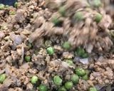 صورة لخطوة 3 من وصفة صينية الأرز باللحم المفروم