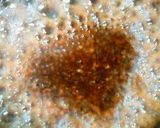 A picture of step 6 of Sauteed Chicken Breast with Tasty Glaze.
